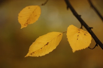 "Lắng nghe mùa thu vàng" qua 5 giọng ca hàng đầu Việt Nam 