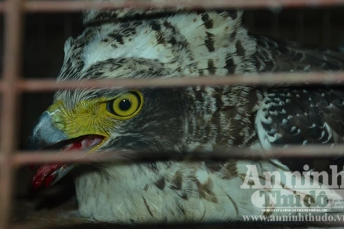 Phát hiện loài chim lạ ở Quảng Trị