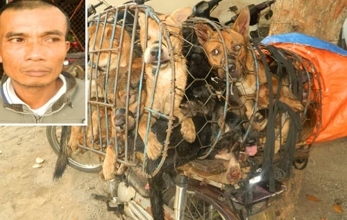 Bắt “đầu nậu” chuyên vận chuyển chó trộm