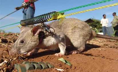 Cảnh sát Colombia đào tạo chiến sĩ chuột rà phá bom mìn