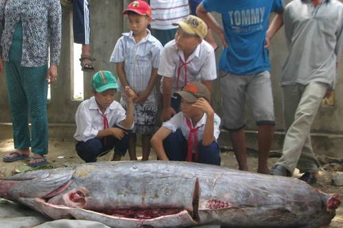 Ngư dân Phú Yên bắt được con cá "khủng" nặng hơn 200kg