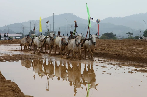 Tái hiện lễ hội "Đua bò Bảy Núi" ngay tại Hà Nội