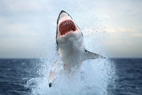 Miễn phí sushi cho người sống sót khi cá mập tấn công