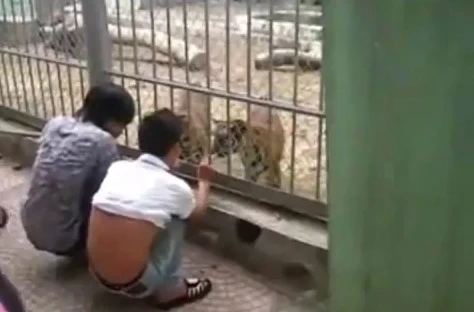 "Choáng" với cảnh xỉa răng hổ tại vườn thú Hà Nội 