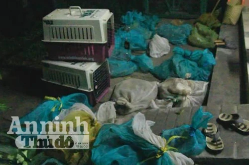 Phát hiện và giải cứu gần 500 động vật quý hiếm