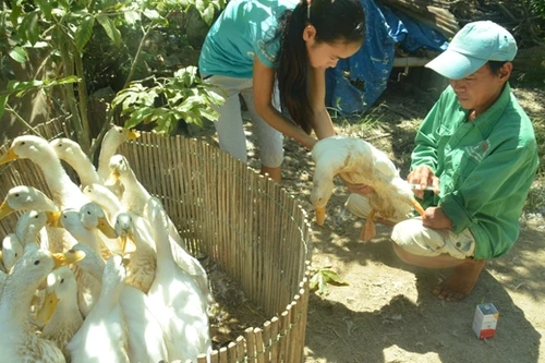 “Vua vịt đồng” một tay