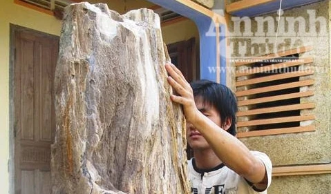 Đổ xô đi xem cây gỗ hóa thạch từ hàng trăm năm