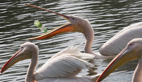 Hàng trăm con chim lớn xuất hiện tại Yên Bái