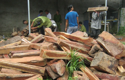 Phát hiện hơn 500 khúc gỗ hương trong nhà dân