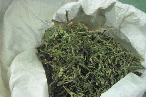 Bắt 2 đối tượng mua bán ma túy và lá cây cần sa