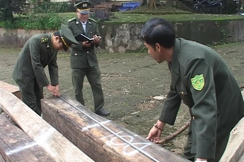 Kiểm tra xưởng cưa, phát hiện 12m3 gỗ lậu!