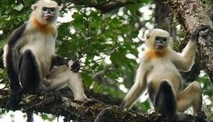 Người từng hạ sát voọc ở Khau Ca