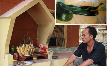 Thần bí chuyện cả xóm vái lạy "bà rắn linh thiêng"