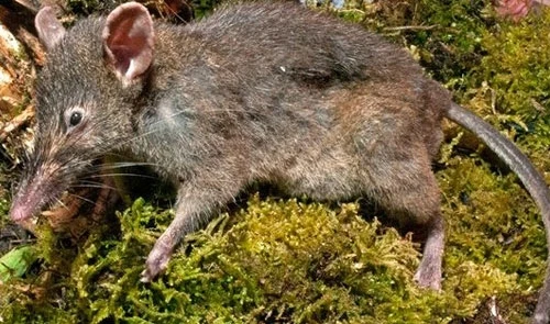 Phát hiện một loài chuột mới ở Indonesia