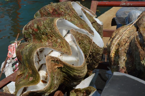 Chuyển 20 cá thể trai tai tượng khổng lồ thành mẫu vật quốc gia