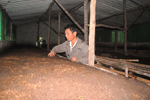 Phá sản vì gom hết tiền đi nuôi giun