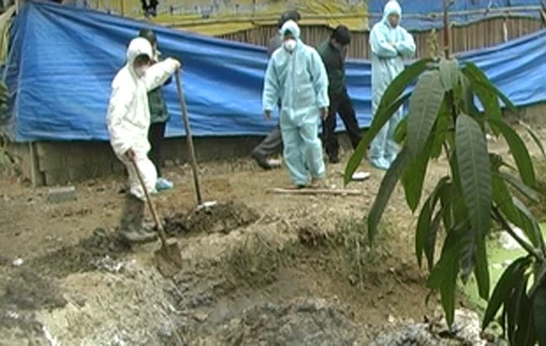 Tiêu hủy trên 700 con gà mắc dịch cúm gia cầm H5N1