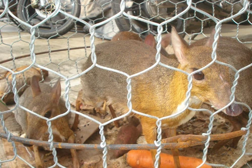 Quán nhậu chuyên bán động vật quý hiếm