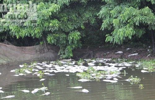 "Méo mặt" vì cá nuôi chết trắng hồ