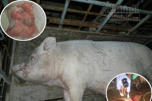 Kinh hãi điểm thu mua, xẻ thịt lợn bệnh chết