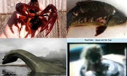 Những "quái vật" gây xôn xao dư luận Việt Nam