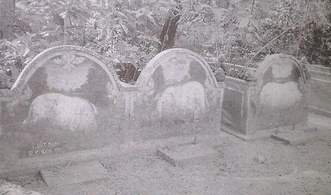 Thực hư chuyện heo "thành tinh" báo oán chủ lò mổ