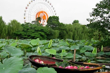 Sen hồ Tây nguyên thủy: Những điều tưởng ai cũng biết