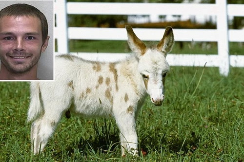 Quái đản kẻ chỉ thích "quan hệ" với... lừa và ngựa