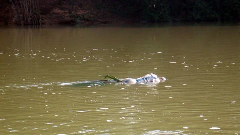 Phát hiện thi thể một phụ nữ trôi nổi trên sông Cái