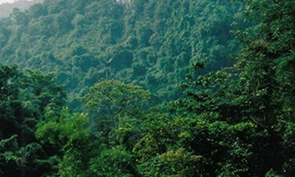 Làm người tiền sử giữa rừng nguyên sinh