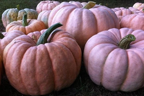 Trồng bí ngô màu hồng để gây quỹ nghiên cứu bệnh ung thư vú