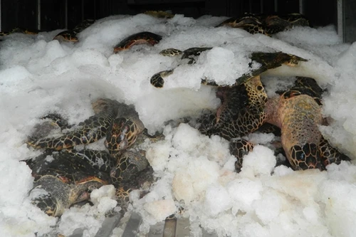 Bắt ô tô chở 94 con rùa biển qúi hiếm