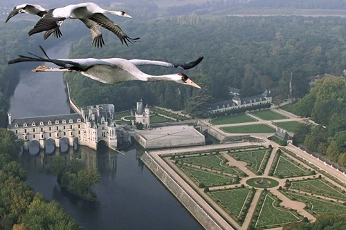 Gắn camera vào những chú chim để ngắm toàn thế giới