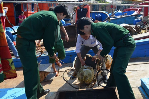 Tạm giữ 20 cá thể trai tai tượng khổng lồ quí hiếm cấm khai thác