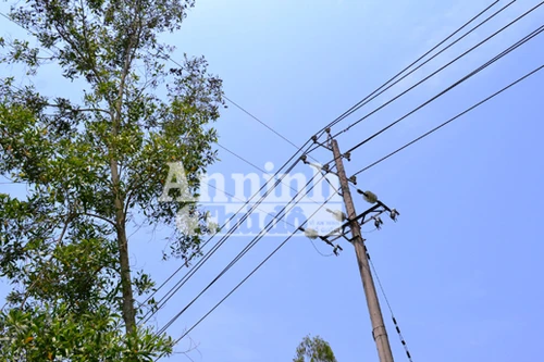Vi phạm hành lang an toàn lưới điện: Luật đã có nhưng khó xử lý