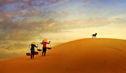 Vietrantour "tung" tour cực rẻ