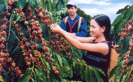 Tìm giải pháp đòi lại thương hiệu cà phê Buôn Ma Thuột