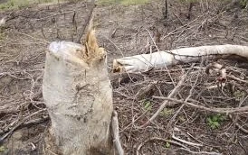 Bắt đối tượng dùng cưa xăng phá gần 1ha rừng