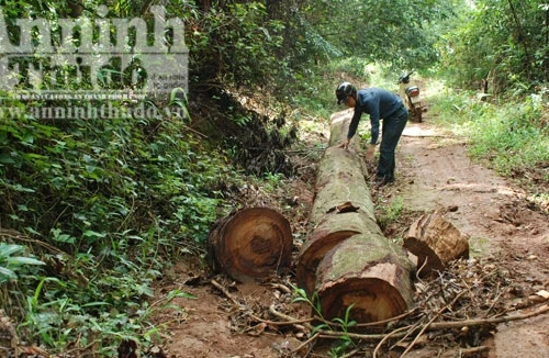Hàng chục hécta rừng bị chặt phá