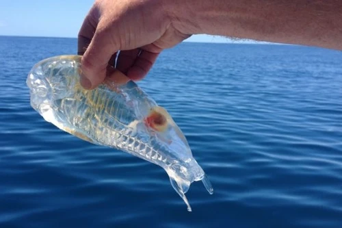 Phát hiện sinh vật trong suốt như thạch ở biển