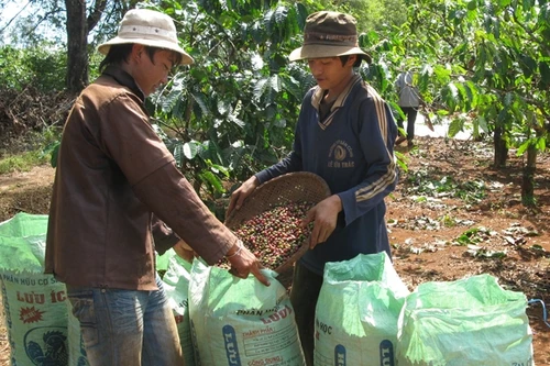 Khi thương hiệu bị đánh cắp trắng trợn