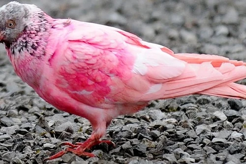 Chim bồ câu màu hồng xuất hiện ở London