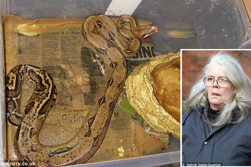 Bị bắt giữ vì sống chung với cả trăm con rắn