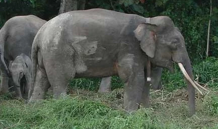 Một thiếu nữ mất mạng vì voi lùn tấn công dữ dội