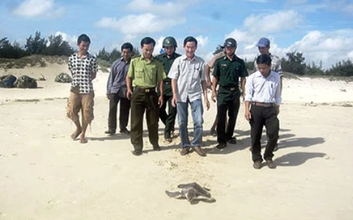 Thả vích quý hiếm về đại dương