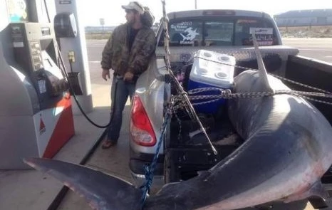 Bắt được cá mập khổng lồ nặng gần 400kg