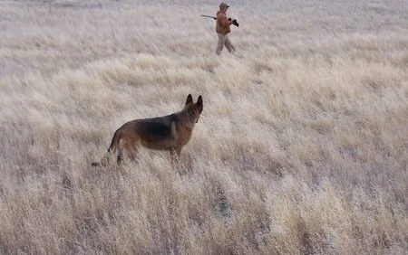 Bị chó dùng súng bắn vào mông
