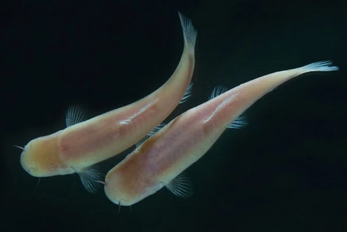 Cá mù mắt vẫn xác định được thời gian