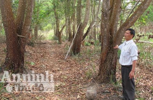 Đắk Lắk: Thu rừng dân trồng để… giao cho doanh nghiệp