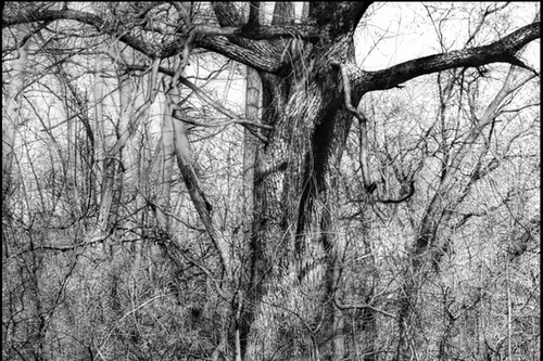 Hoạ sỹ vẽ tranh không cần… cọ